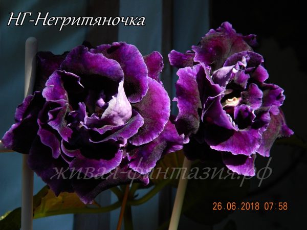НГ-Негритяночка