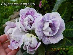 Сиреневый Туман
