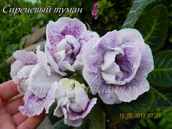 Сиреневый Туман