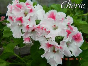 Cherie(королевская)