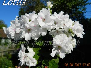 Lotus(королевская)