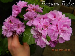 Toscana Teske(плющелистная)