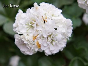 Ice Rose(плющ.)