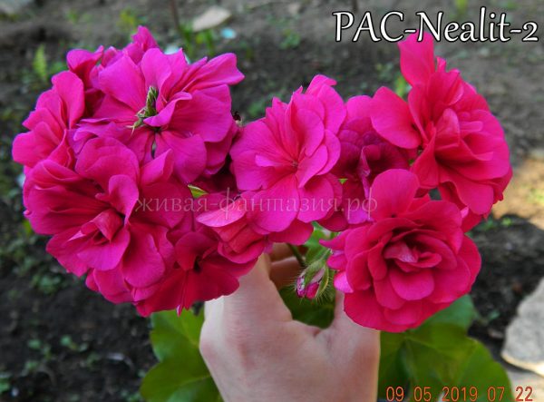 Pac Nealit-2(плющ.)