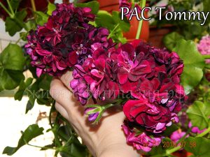 Pac Tommy(плющ.)