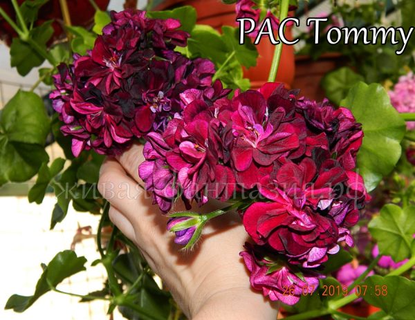 Pac Tommy(плющ.)