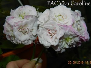 Pac Viva Caroline(плющелистная)