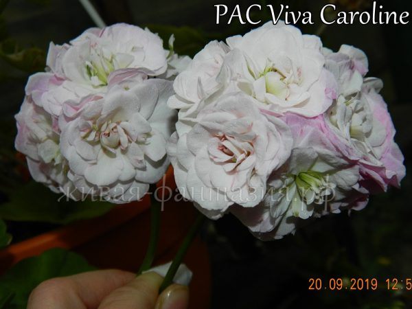 Pac Viva Caroline(плющелистная)