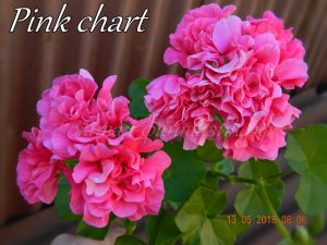 Pink Chart(плющ.)