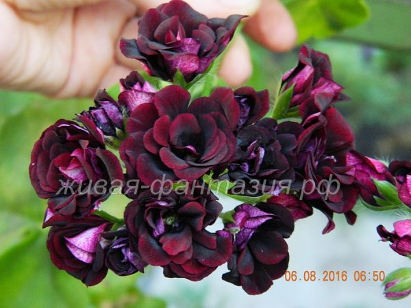 Royal Black Rose(плющелистная)