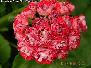 Cook's Scarlet and White
