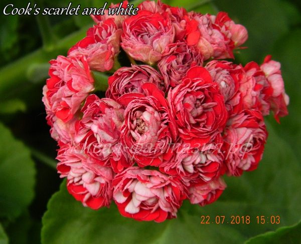 Cook's Scarlet and White