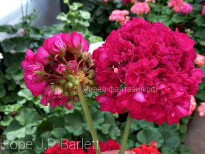 Hope J.P. Barlett