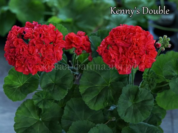 Kenny's Double