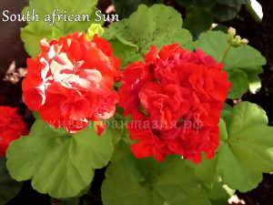 South African Sun