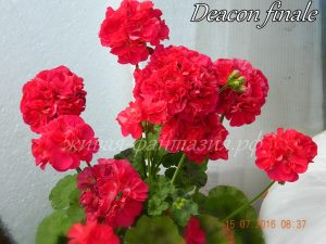 Deacon Finale