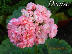 Denise