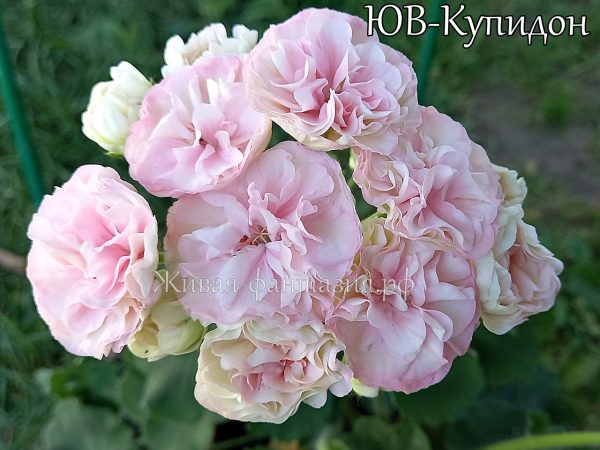 ЮВ-Купидон