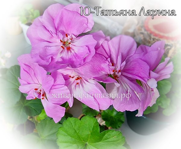 Ю-Татьяна Ларина