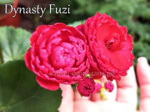 Dynasty Fuzi
