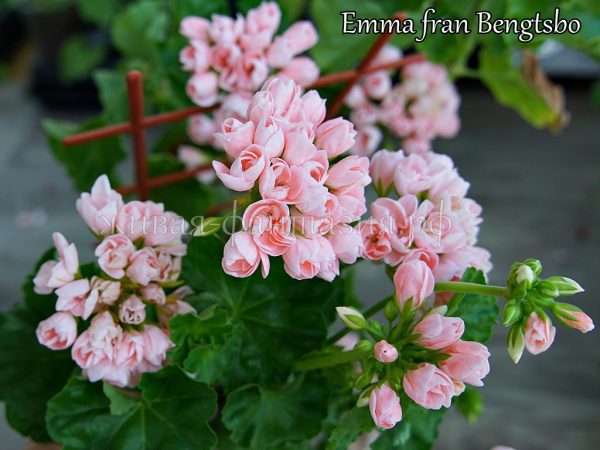 Emma Fran Bengtsbo