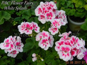 Pac Flower Fairy White Splash