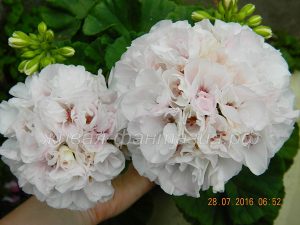 Highfield Sugar Candy