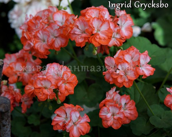 Ingrid