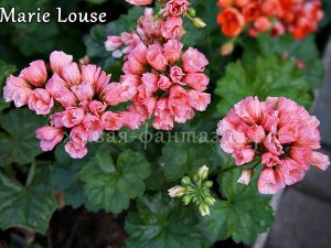 Marie Louse