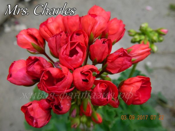 Mrs Charles