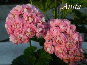 Anita