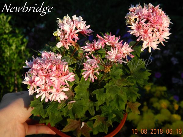 Newbridge