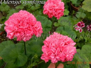Odensjo Symfonia
