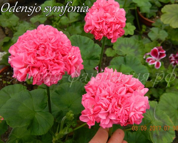 Odensjo Symfonia