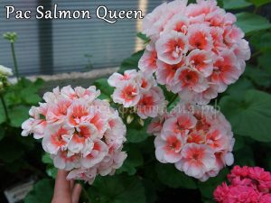 Pac Salmon Queen