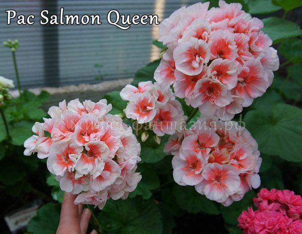 Pac Salmon Queen