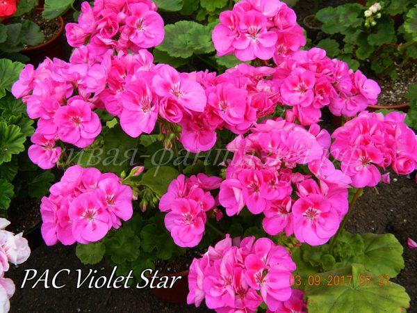 Pac Violet Star
