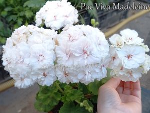 PAC Viva Madeleine