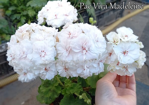 PAC Viva Madeleine