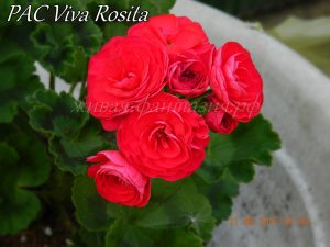Pac Viva Rosita