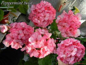 Peppermint twist