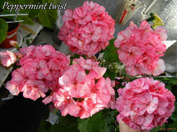 Peppermint twist