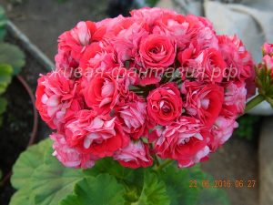 Pink Rambler Rosebud