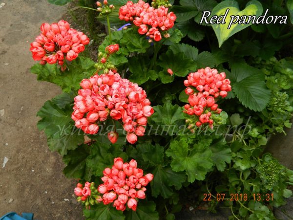 Red Pandora