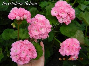Saxdalens Selma