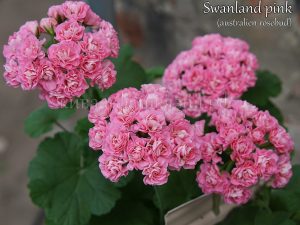 Swanland Pink
