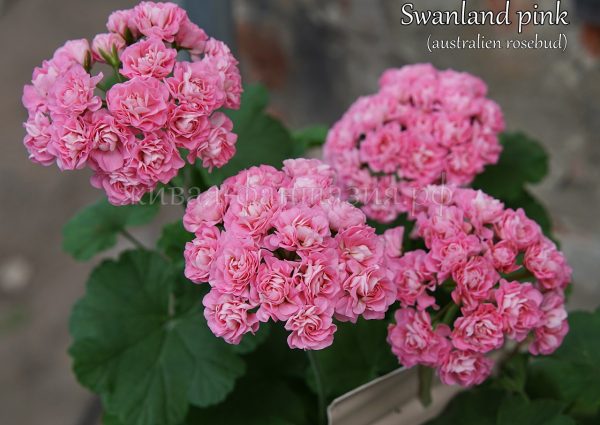 Swanland Pink