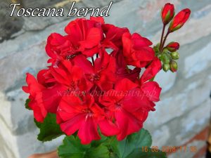 Toscana Bernd
