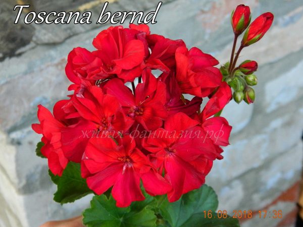 Toscana Bernd