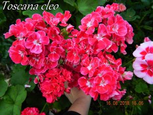 Toscana Cleo